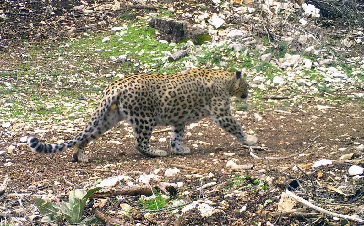 Anadolu Parsına Zarar Vermek Artık 45 Milyon TL 4